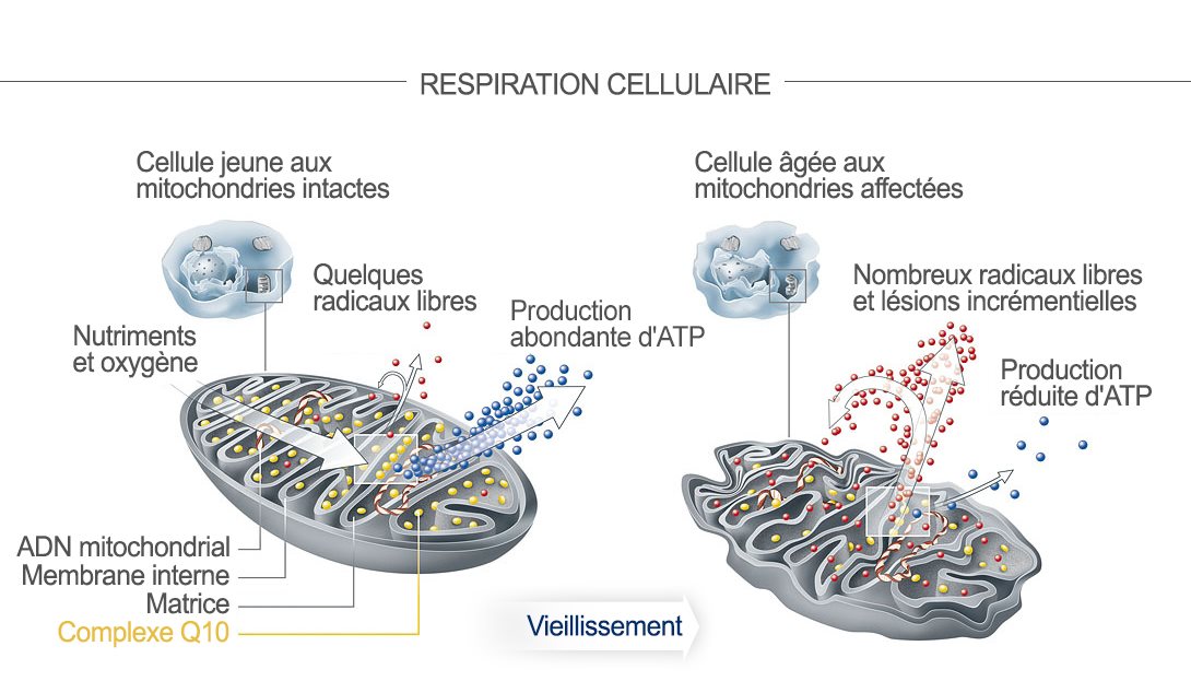 Une cellule jeune contenant des mitochondries en bonne santé comparée à une cellule plus vieille dont les mitochondries sont abîmées.