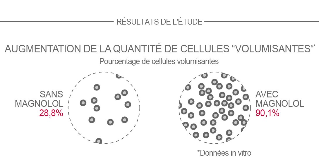 Le magnolol augmente le nombre de cellules donnant son volume à la peau