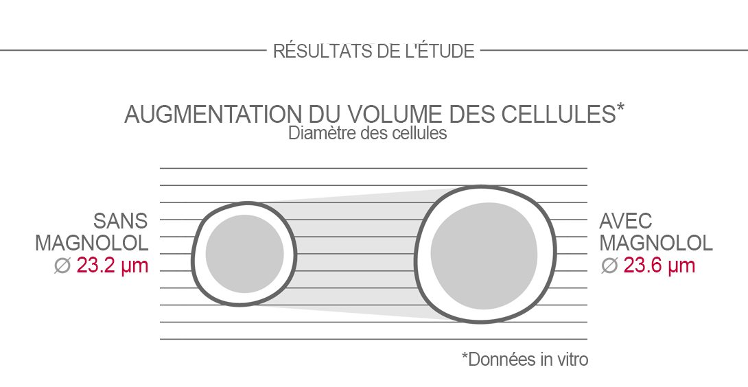 Le magnolol stimule la multiplication des cellules à l