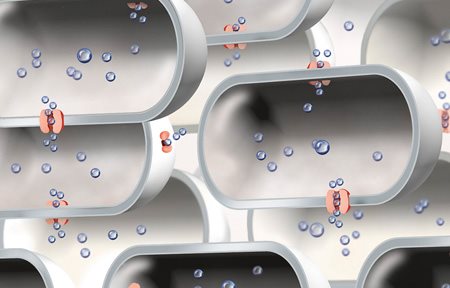 Illustration d'un nombre restreint d'aquaporines.